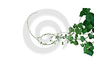 Heart shaped green leaves twisted vines of wild yam or air potato Dioscorea sp. tuberous climbing vine jungle plant bush