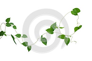 Heart shaped green leaves vines isolated on white background, cl
