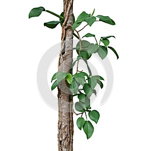 Heart shaped green leaves wild philodendron plant climbing on forest tree trunk isolated on white background, clipping path