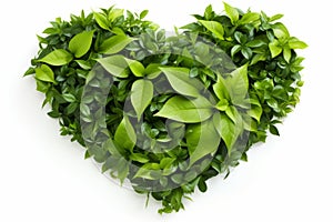 heart shaped green plant and leaf arrangement on white background, love for nature concept