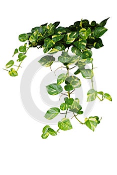 Heart shaped green variegated leave hanging vine plant bush of devilÃ¢â¬â¢s ivy or golden pothos Epipremnum aureum popular foliage photo