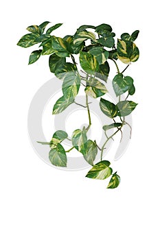 Heart shaped green variegated leave hanging vine plant of devilÃ¢â¬â¢s ivy or golden pothos Epipremnum aureum popular foliage photo