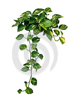 Heart shaped green variegated leave hanging vine plant of devilâ€™s ivy or golden pothos Epipremnum aureum popular foliage