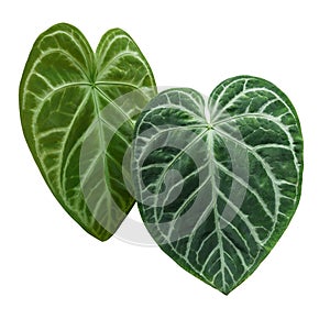 Heart-shaped green variegated leaves pattern of rare Anthurium plant the tropical foliage houseplant isolated on white background