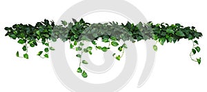Heart shaped green yellow leaves of devil`s ivy or golden pothos