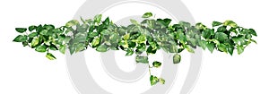 Heart shaped green yellow leaves of devil`s ivy isolated on white background, path