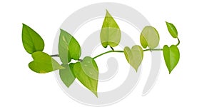Heart shaped green yellow leaves ivy isolated on white background, path
