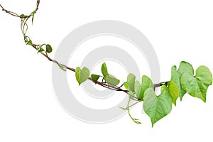 Heart shaped greenery leaves of Obscure morning glory Ipomoea o