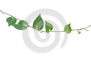 Heart shaped greenery leaves wild vine isolated on white background, clipping path included.