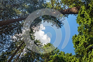 Heart shaped hole showing blue sky in the pine forest. Romantic or eco love symbol concept idea for abstract background with free