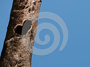 heart shaped hole in the trunk of a tree with blue sky at the background