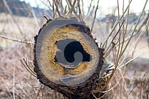 Heart shaped hollow in felled lying tree trunk