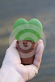 Heart-shaped Hoya kerrii