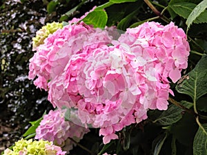 Heart Shaped Hydrangea