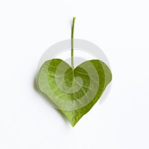 Heart-shaped ivy leaf