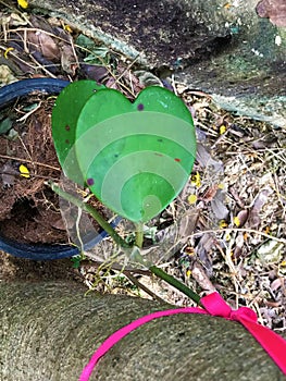 Heart-shaped ivy leaf.