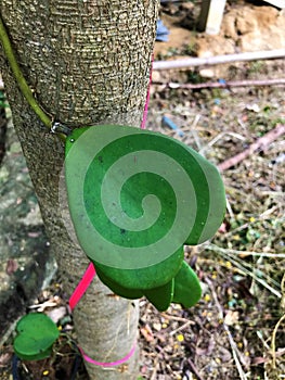 Heart-shaped ivy leaf.