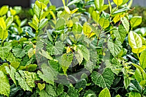 heart shaped jagged leaf on a vine in selective focus