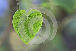 Heart shaped leaf