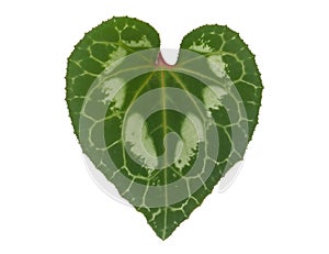Heart-Shaped Leaf