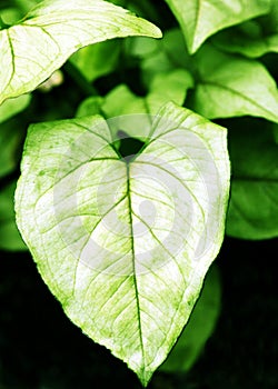 Heart Shaped Leaf