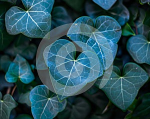 Heart-shaped leaf amidst ivy foliage