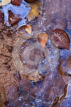 Heart Shaped Leaf Floating in Oily Water
