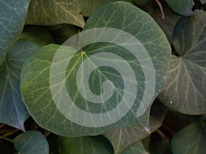 Heart shaped leaf of ivy