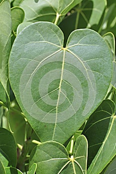 Heart shaped leaf of portia photo