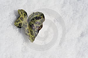 Heart shaped leaf on snow