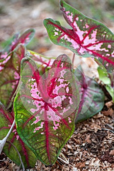 Heart shaped leaf of a tri-color Caladium Kathleen plant
