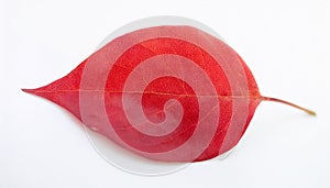 Red heart leaf on white