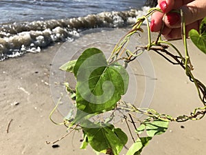 love and heart shaped leaves of the railroad vine & x28;pearl vine& x29; I photo