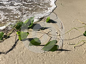 love and heart shaped leaves of the railroad vine & x28;pearl vine& x29; I photo