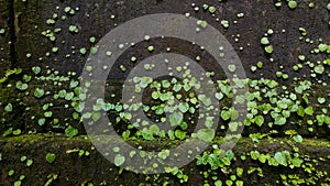 A heart shaped leaf at water fall.
