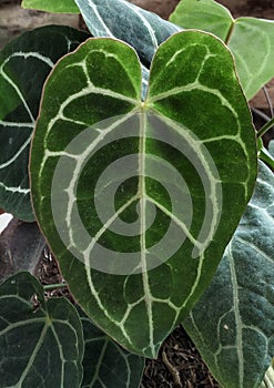 Heart shaped leaves Anthurium crystallinum