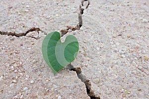 Heart-shaped leaves on dried land