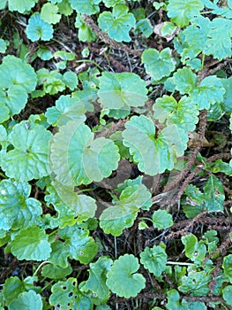 Heart-shaped leaves in the forests of summer Cantabria