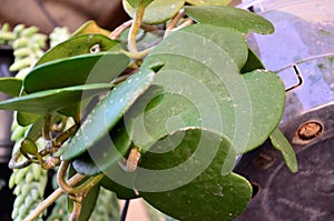 The heart-shaped leaves of Hoya kerrii