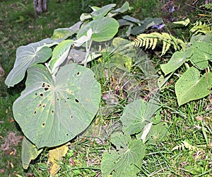 Heart shaped leaves of medium size of a green plant, which shows mistreatment consisting of holes in its center.