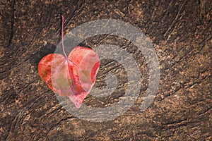 Heart shaped leaves on the rock for background