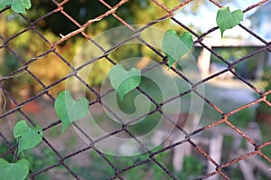 Heart-shaped leaves on the rusty grid-iron