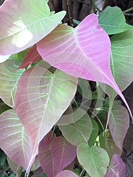 Heart Shaped leaves of the Sacred Fig tree