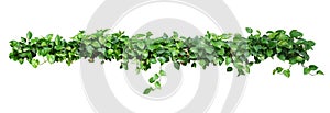 Heart shaped leaves vine, devil's ivy, golden pothos, isolated o