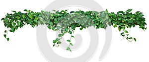 Heart shaped leaves vine, devil`s ivy, golden pothos, isolated o