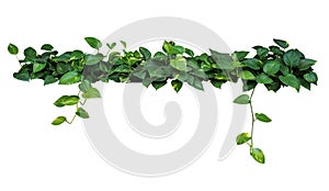 Heart shaped leaves vine, devil`s ivy, golden pothos, isolated o