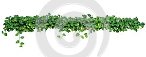 Heart shaped leaves vine, devil`s ivy, golden pothos, isolated o