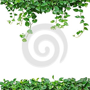 Heart shaped leaves vine, devil's ivy, golden pothos, isolated o