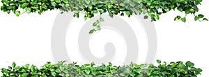 Heart shaped leaves vine, devil's ivy, golden pothos, isolated o