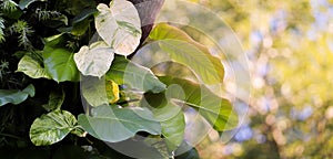 Heart shaped leaves vine, devil's ivy, golden pothos (Epipremnum photo